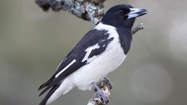 Birds of a feather - Pied Butcherbird