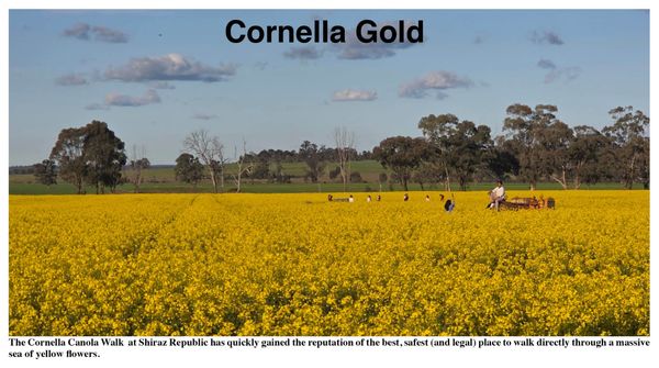 EARLY START FOR CANOLA WALK