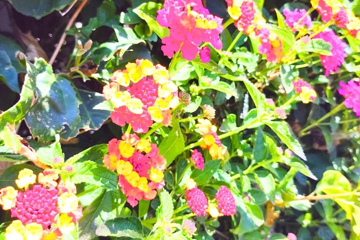 An overexposed and oversaturated image of flowers popping out before deep green leaves. The flowers each feature pink and yellow petals.