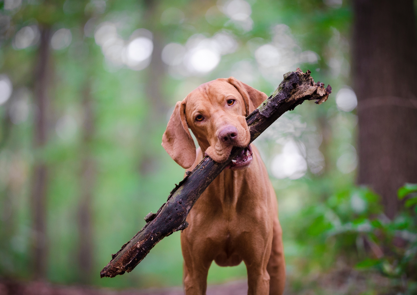 The Weather Walking Guide Every Dog Owner Should Know