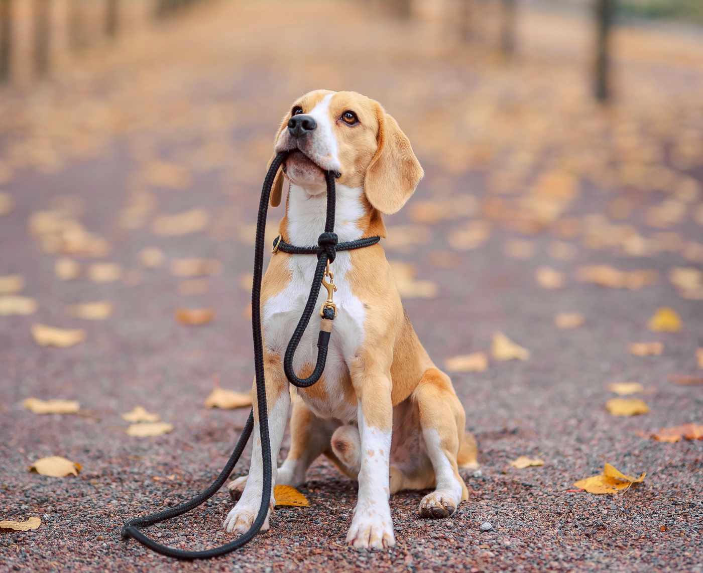 Your Dog Isn’t Being Stubborn—They’re Probably Telling You Something