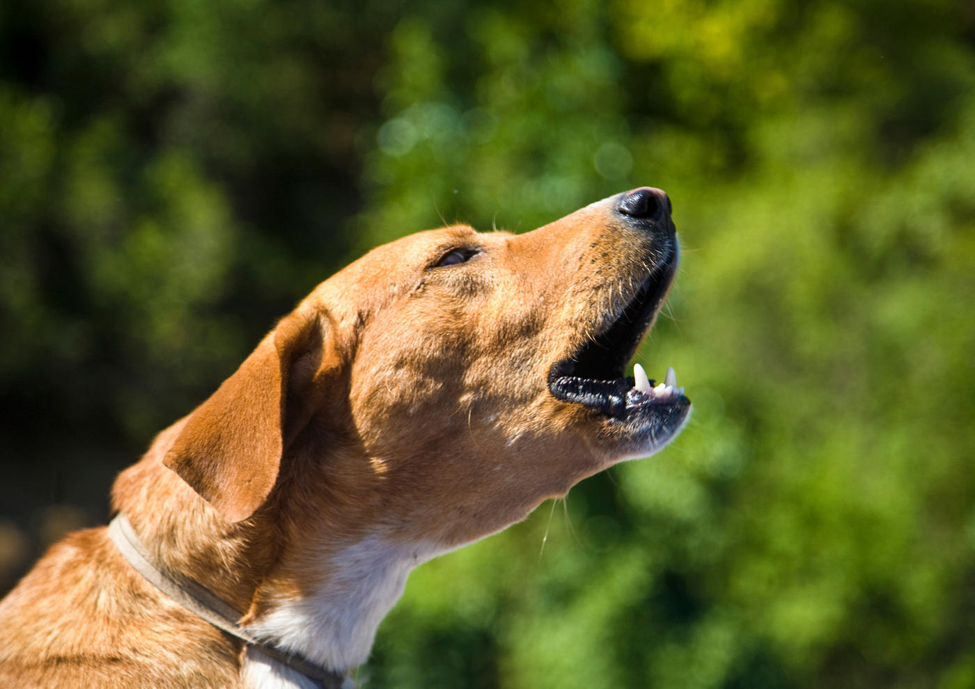 Signs Your Dog Is Stressed (That Owners Often Miss)
