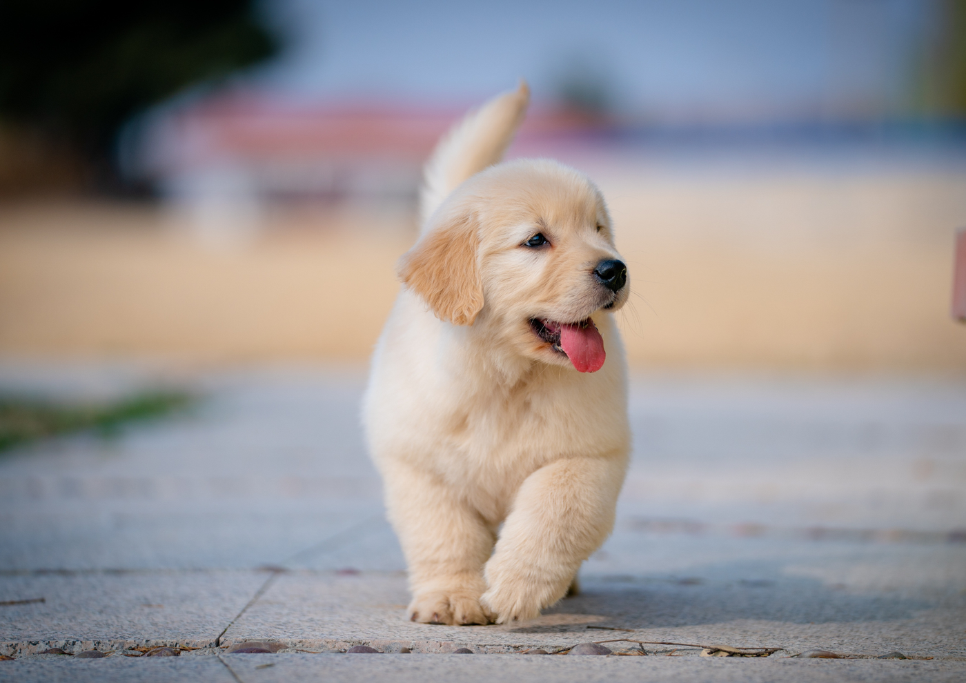 The First 30 Days With Your Puppy: What to Expect