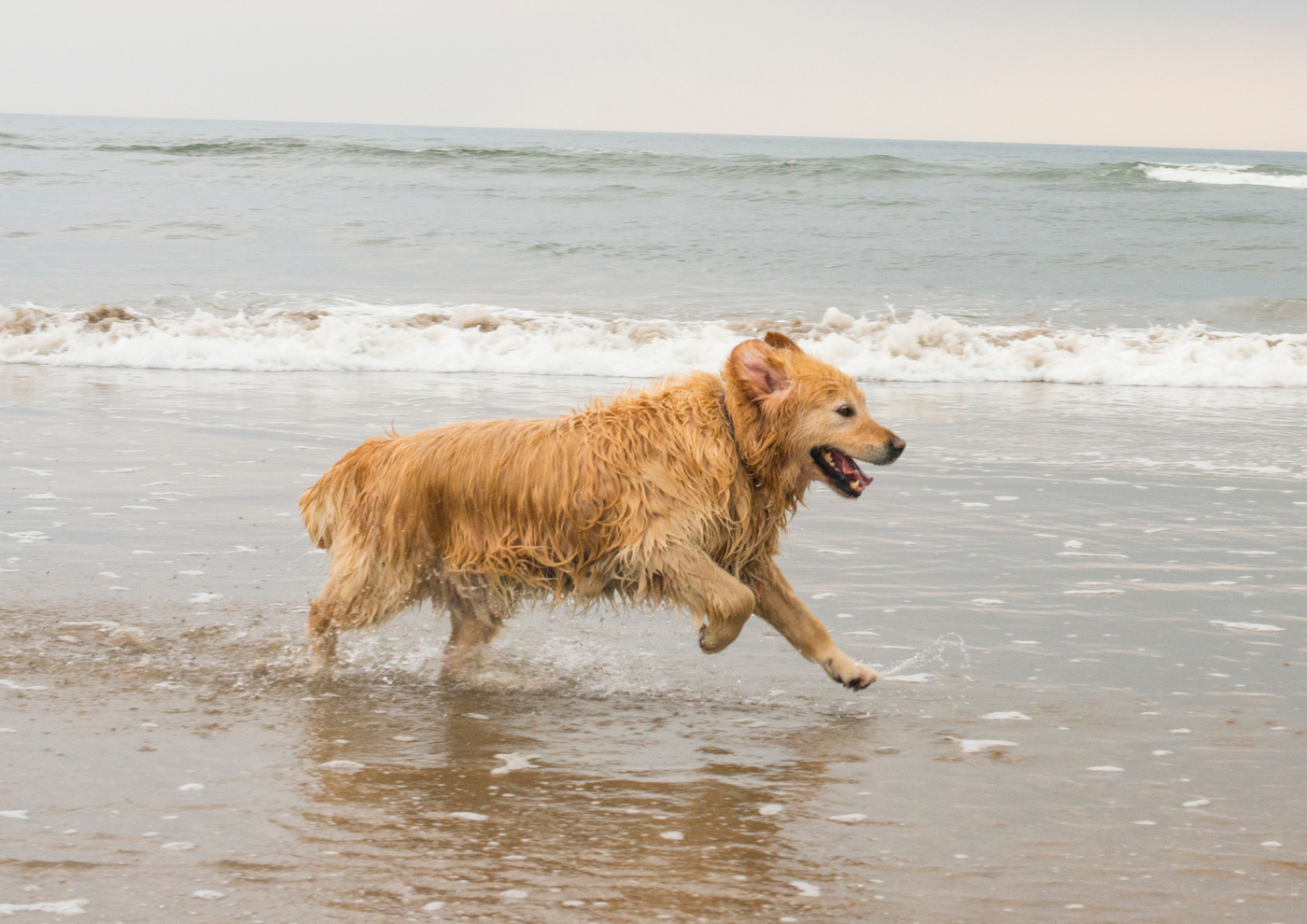 Should Dogs Be Allowed Off Lead in Public?