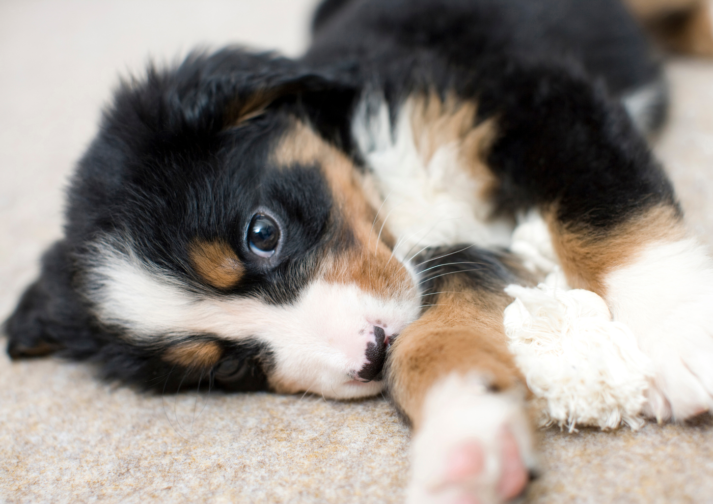 Breeder vs Rescue: Which Is Better?