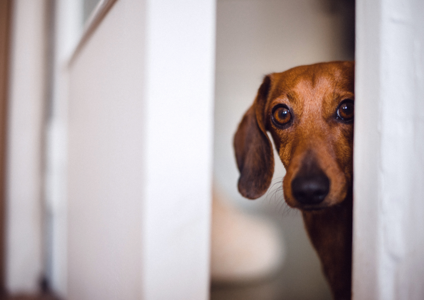 Why Does My Dog Do That? Weird Behaviours Explained