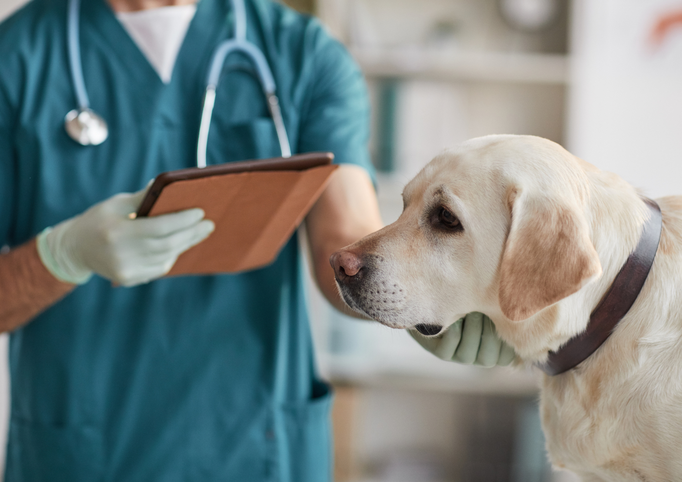 Should You Neuter Your Dog? What to Consider Before Making the Decision
