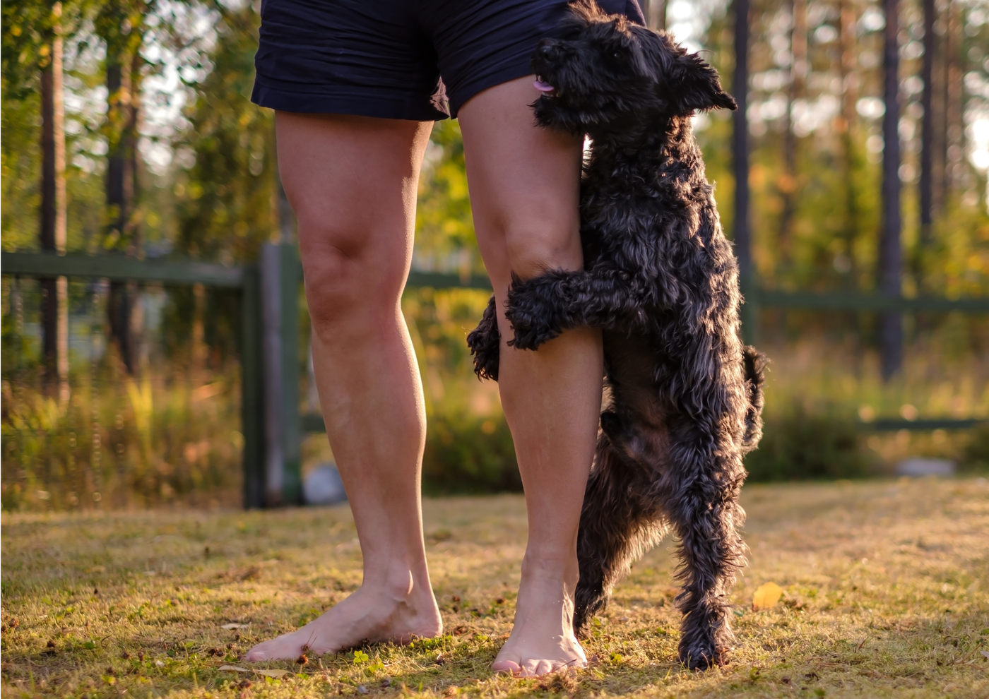 Dog Humping: Why It Happens and When to Worry