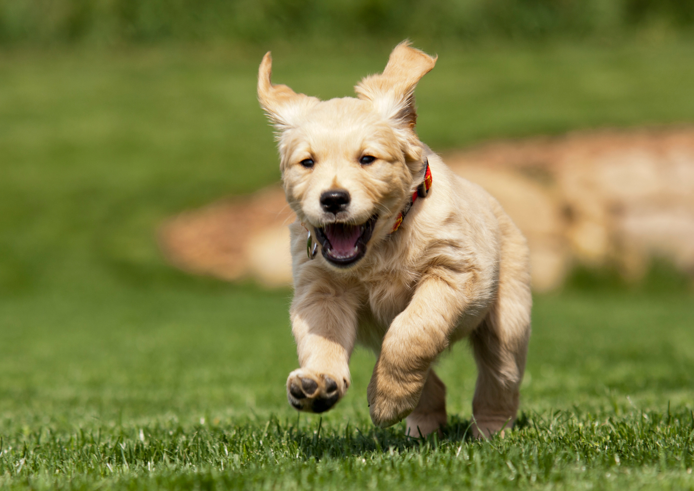 Should You Get a Puppy? Questions to Ask Yourself First