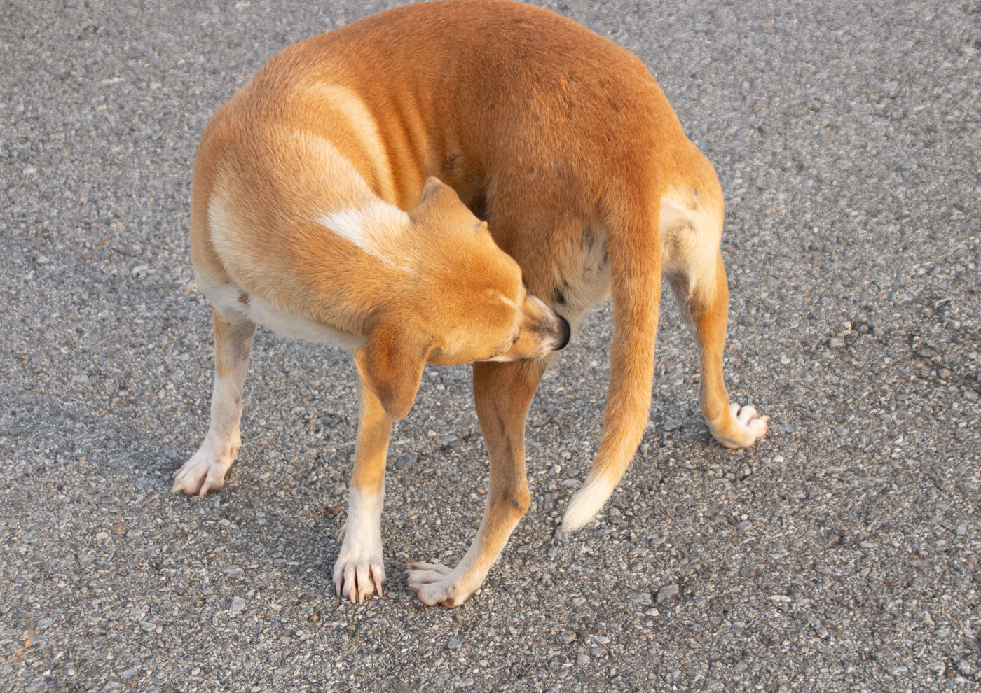 Why Do Dogs Circle Before They Poop?