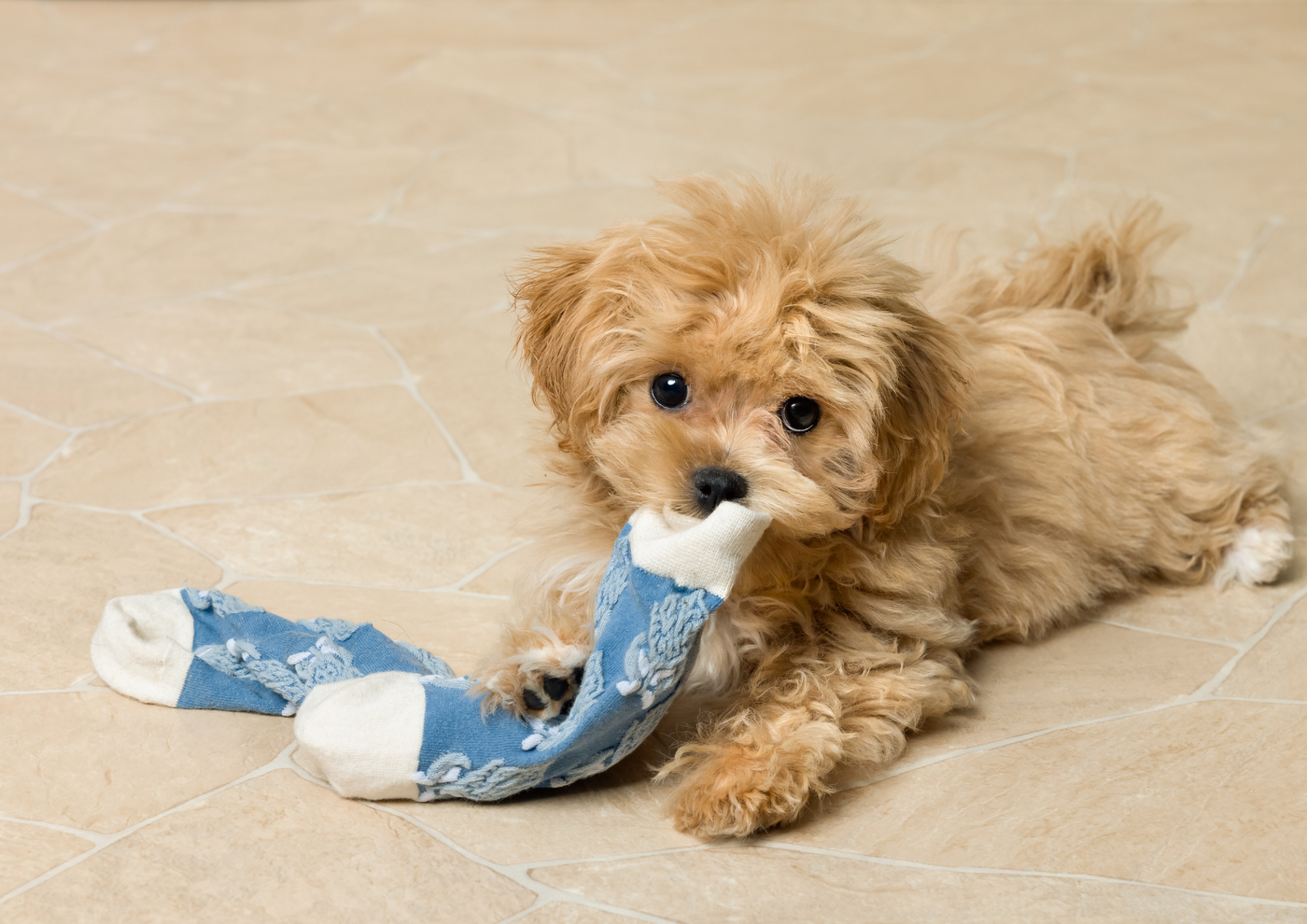 Preparing Your Home for a New Dog