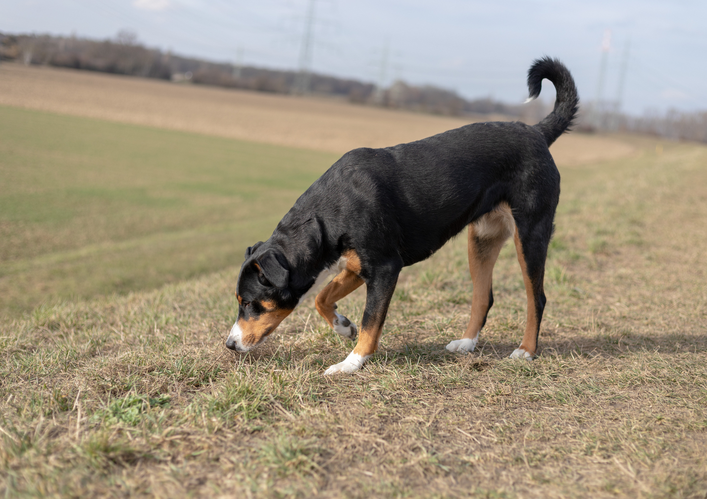 Why Does My Dog Eat Other Dogs' Poo?