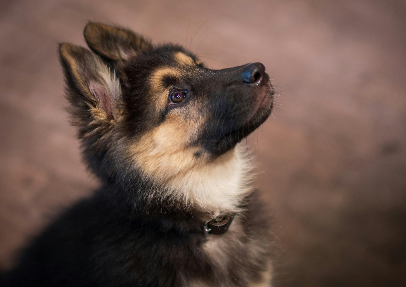 Puppy Training Mistakes Almost Everyone Makes