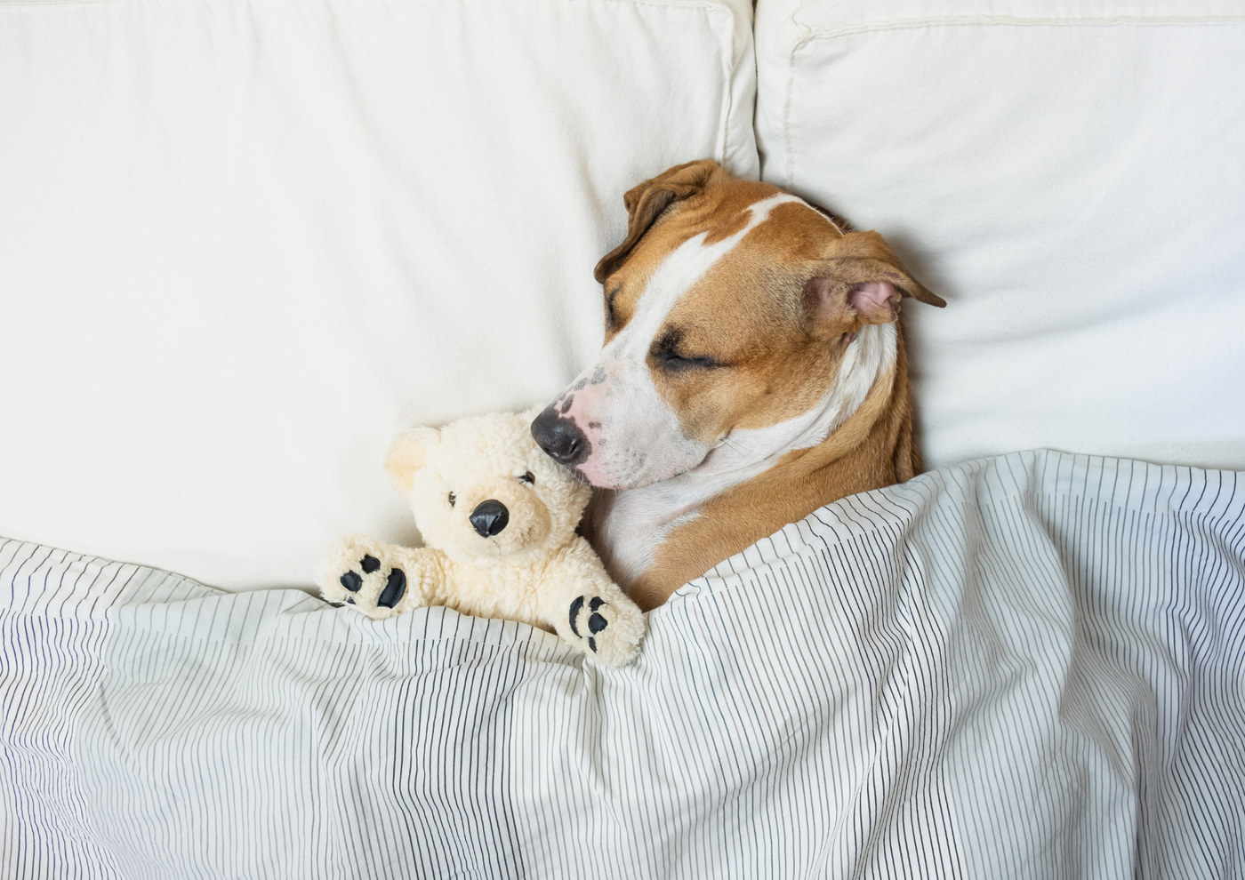 Why Won't My Dog Sleep?