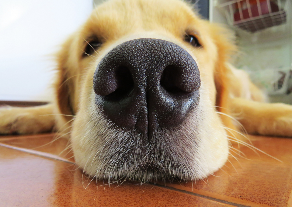 How Healthy Dogs Hide Pain (And Why That’s a Problem)