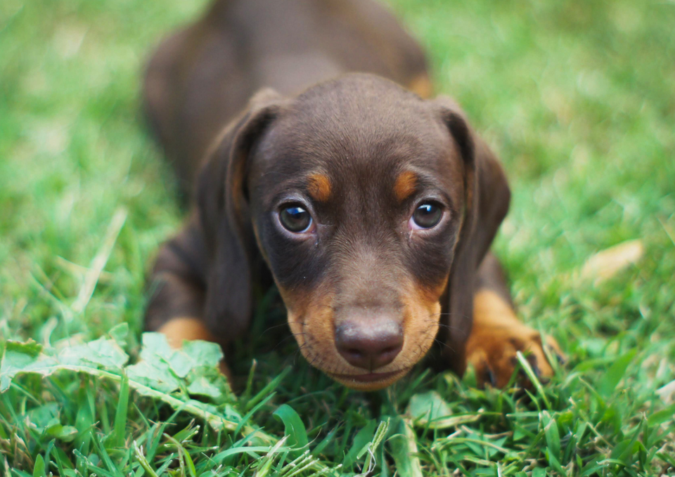 The Tiny Habits That Could Add Healthy Years to Your Dog’s Life