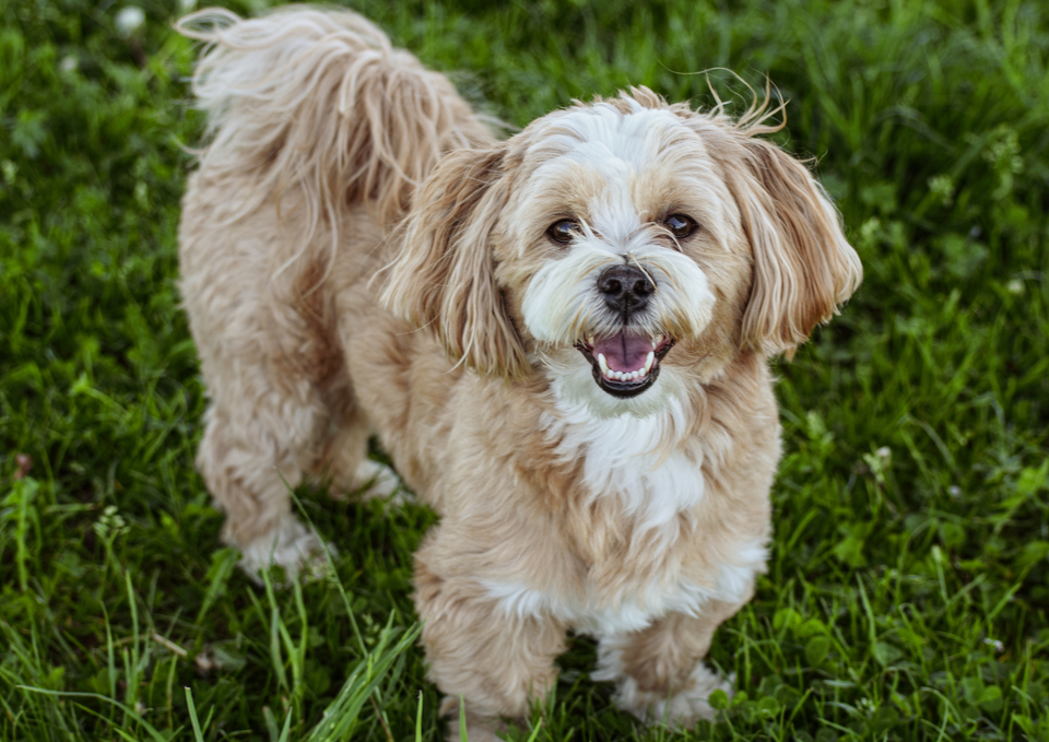 Seven Dog Health Myths That Refuse to Die