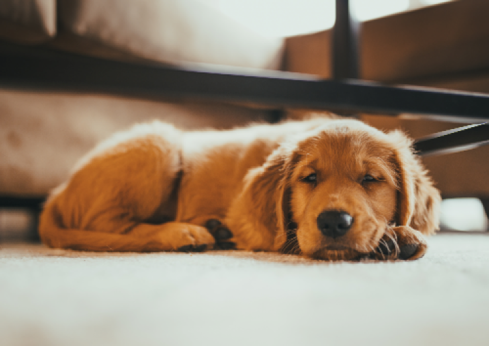 Five Small Changes in Behaviour That Can Be the First Sign of Illness