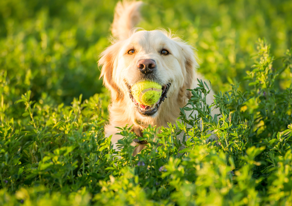 More Exercise Isn’t Always Better (Despite What Your Dog Tells You)