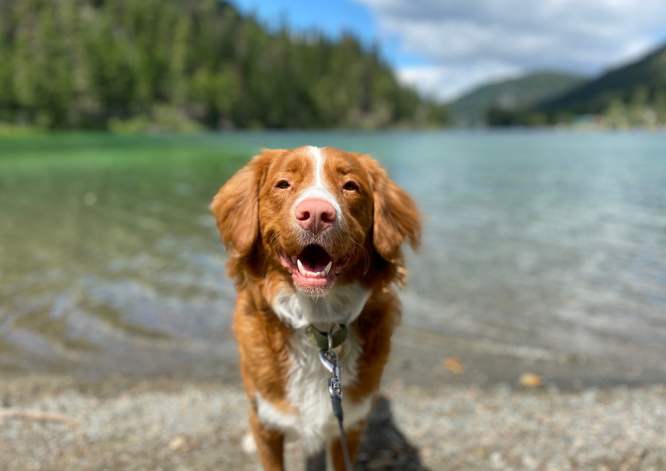 Your Dog’s Health Calendar: What to Watch for Every Month of the Year
