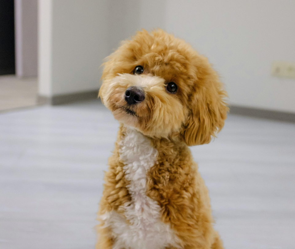 The Hidden Dangers Sitting in Your Kitchen: Everyday Items That Could Harm Your Dog