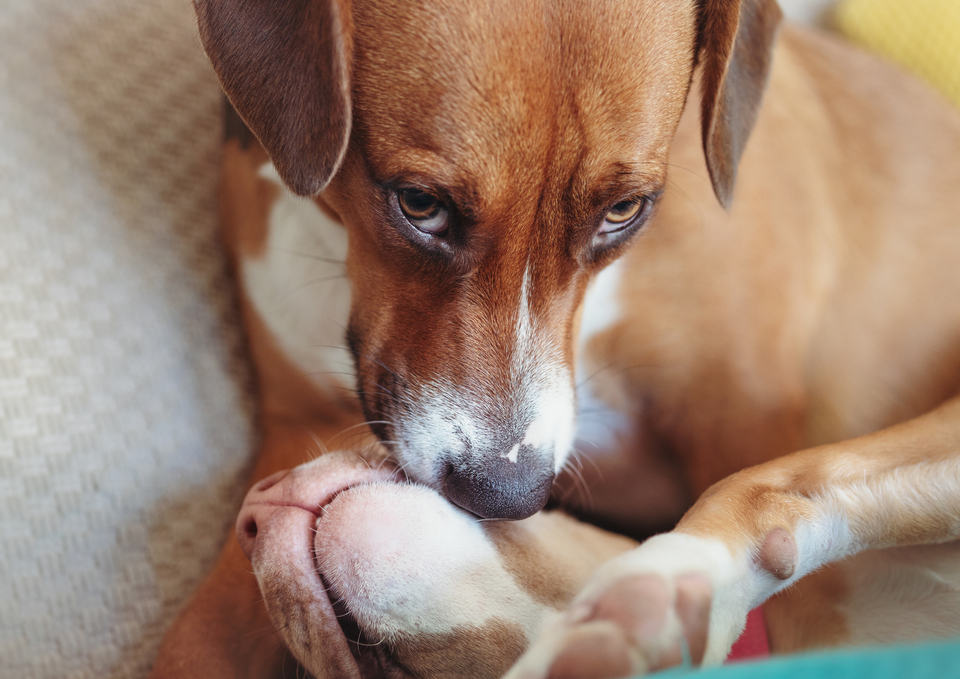 Understanding Your Dog's Body Language