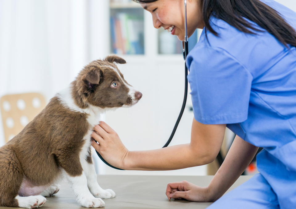 Your Puppy's First Vet Visit: How to Prepare