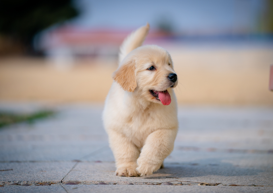 The First 30 Days With Your Puppy: What to Expect