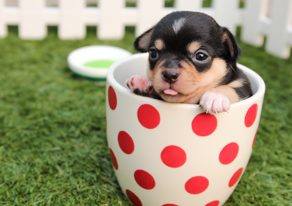 10 Things Nobody Tells You Before Getting a Puppy