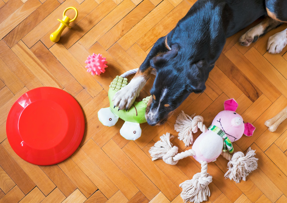 Has Dog Ownership Become Too Complicated?