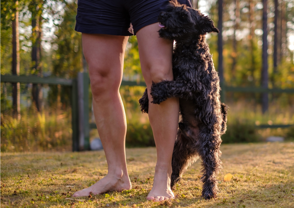 Dog Humping: Why It Happens and When to Worry