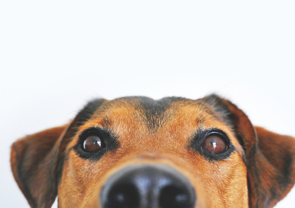 Why Does My Dog Stare at Me?