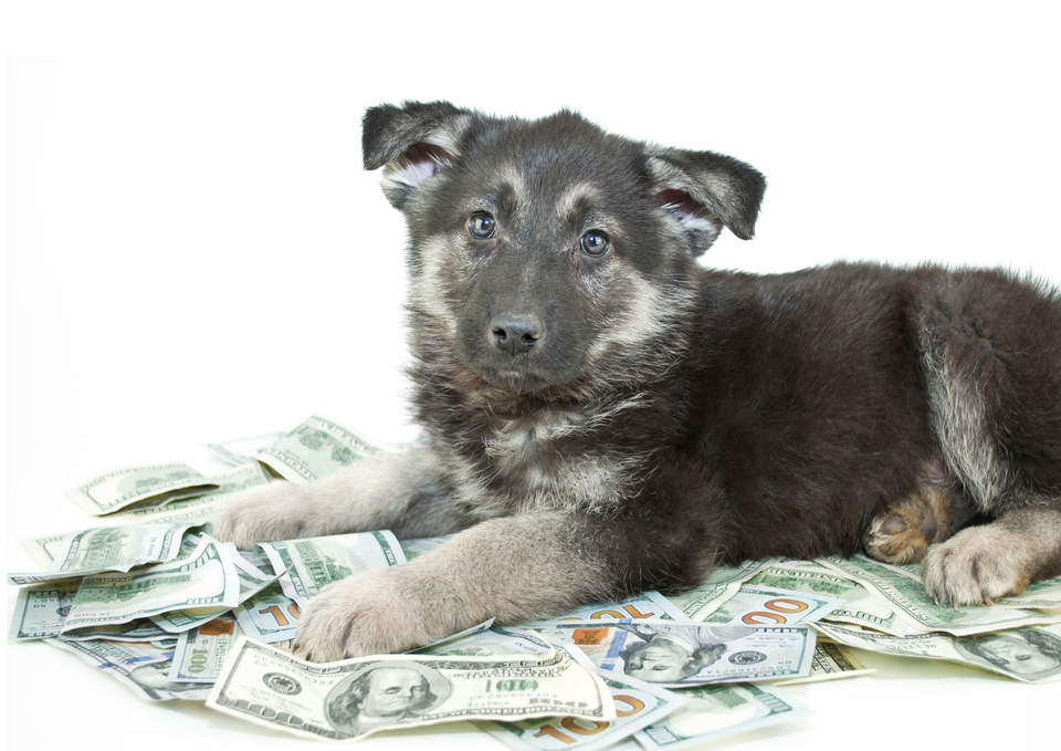 The Real Cost of Owning a Dog