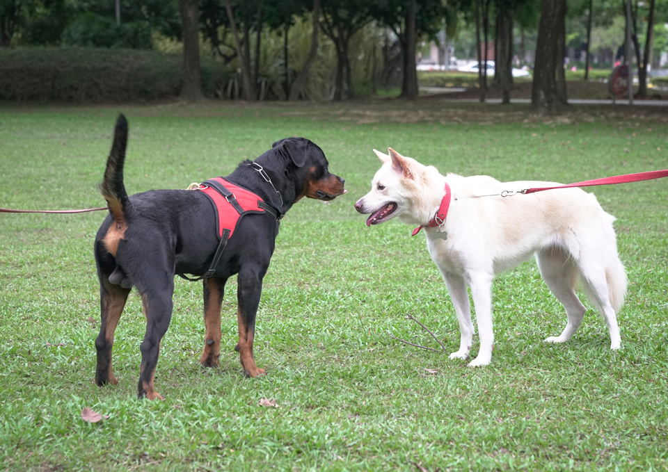 Puppy Socialisation: What It Actually Means (and What People Get Wrong)