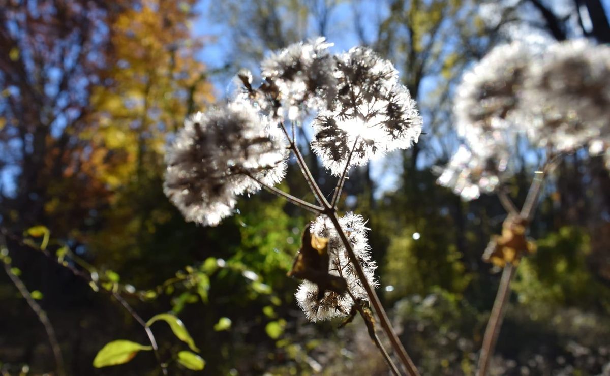 A walk in the woods with death