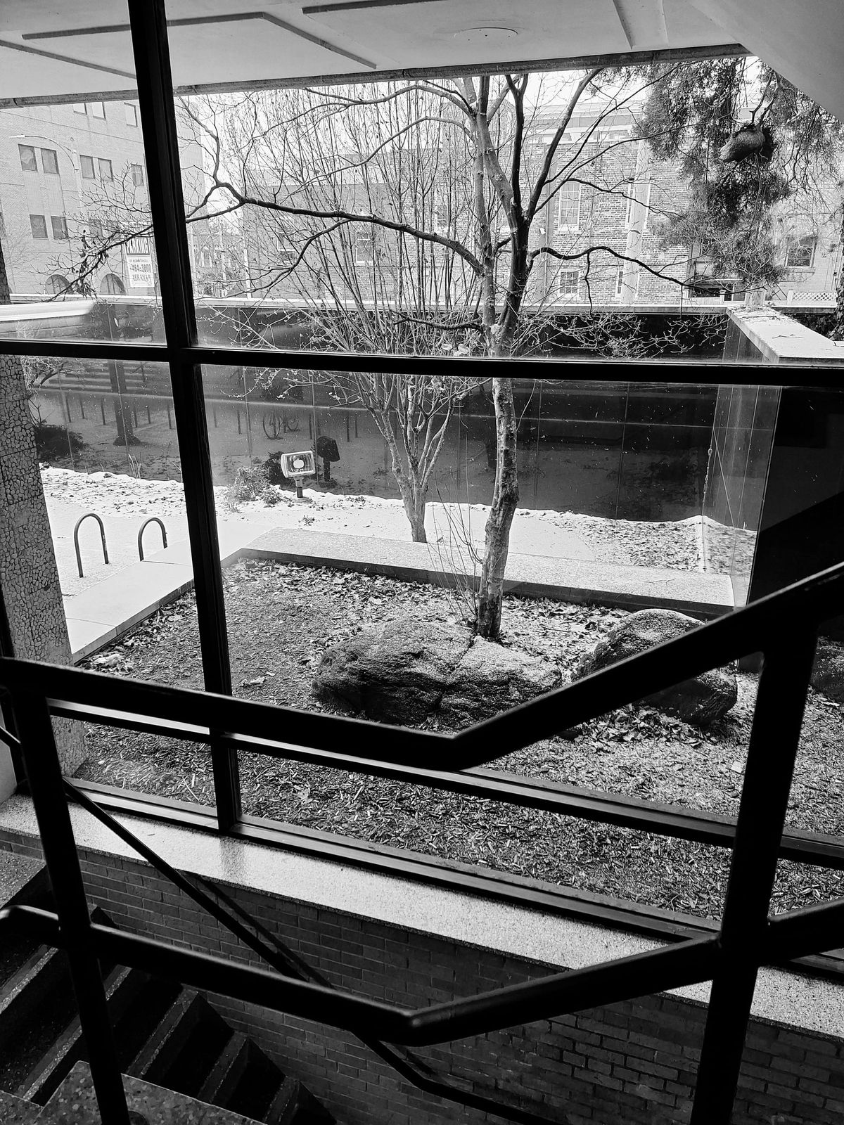 Black and white photograph of a small tree in a planter, seen through a stair railing and window.
