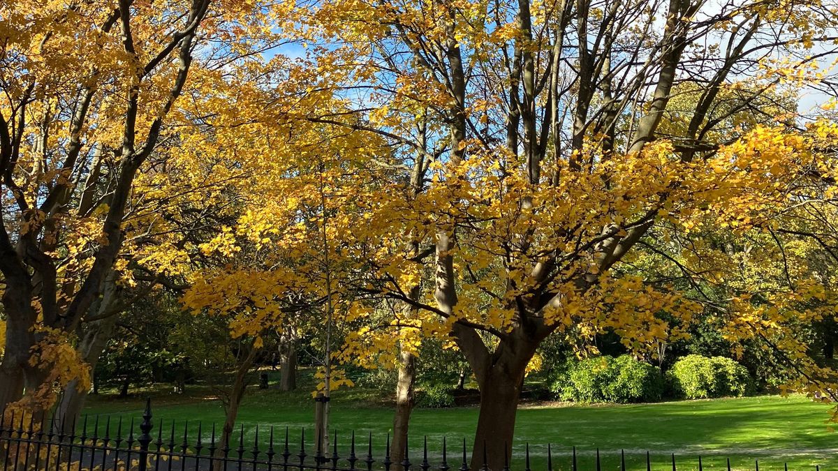 Transplantation – Autumn Reflections