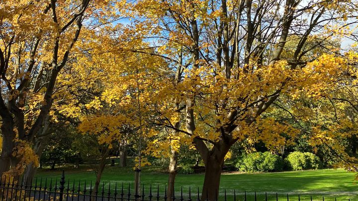 Transplantation – Autumn Reflections