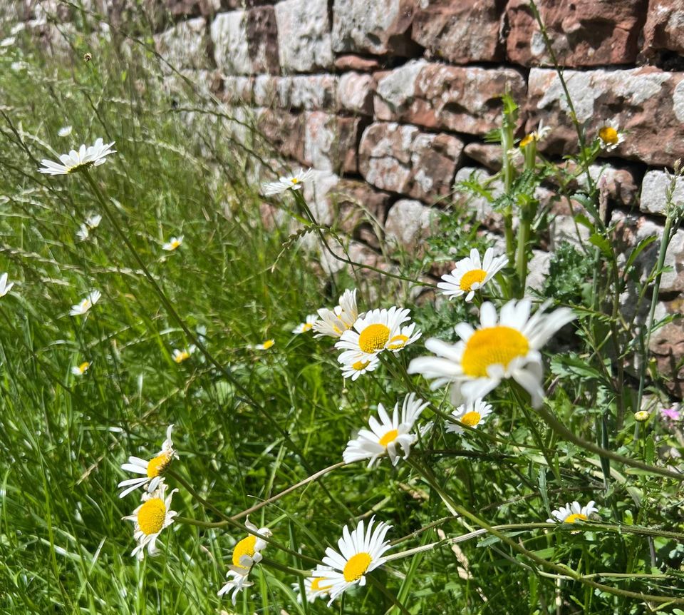 Daisies with white petals and yellow centers amidst grass growing next to a brick wall.