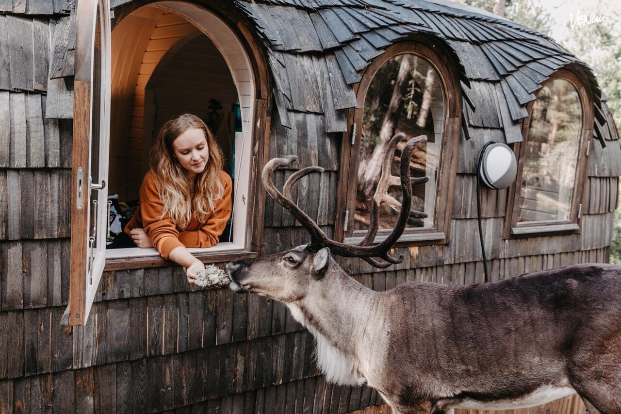 Elämys Nuuksion Poropuisto tarjoaa eläimellistä ohjelmaa ja elämykselliset juhlat lapsille.