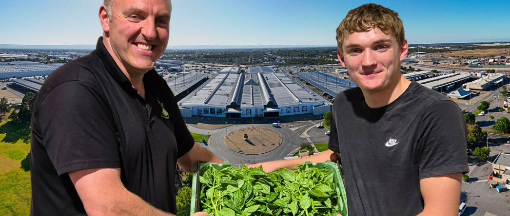 Perth herb king: the single dad packing 50,000 punnets a week