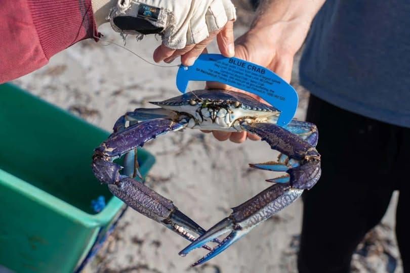 'BEEN HAPPENING FOR DECADES': Locals say Mandurah's illegal crabbing problem runs far deeper, as Fisheries data backs them up