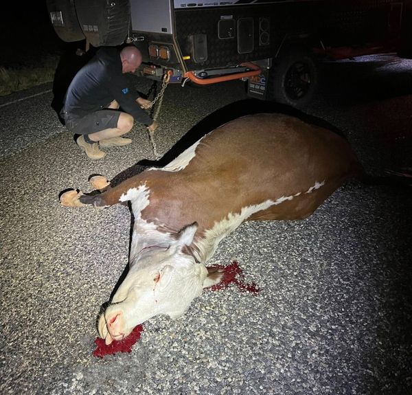 4WD TV | Facebook post sparks fiery debate over roadkill cattle