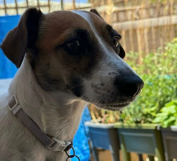 'I HOPE SHE FINDS SOMEONE NICE': Free Jack Russell post sparks fierce Perth community backlash