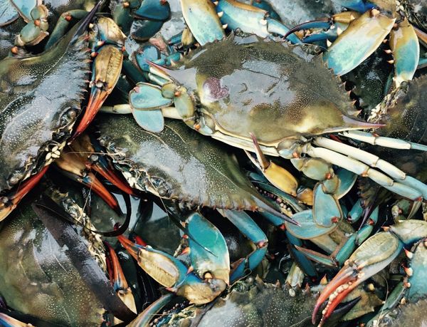 "DIDN'T HAVE A CLUE" | Chinese couple fined nearly $8,000 after catching 62 undersized crabs from Peel Inlet on New Year's Day