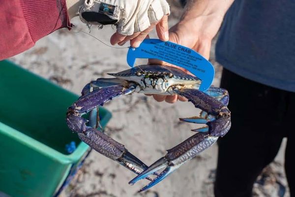 'BEEN HAPPENING FOR DECADES': Locals say Mandurah's illegal crabbing problem runs far deeper, as Fisheries data backs them up