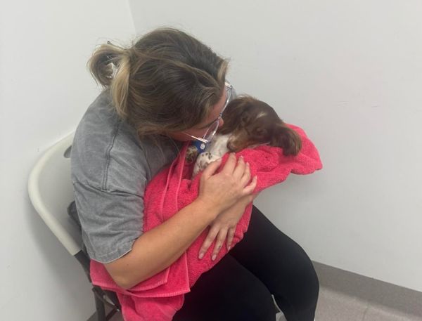 'My 3 children were collected from school to say goodbye': Heartbreaking Perth dachshund hit-and-run sparks community outpouring