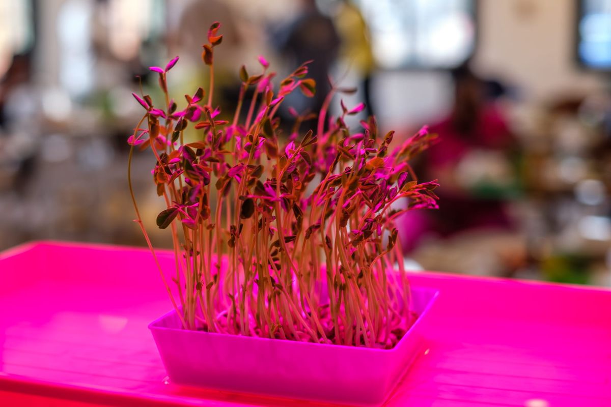 Food Workshop Series Tackles Food Insecurity with Homegrown Solutions