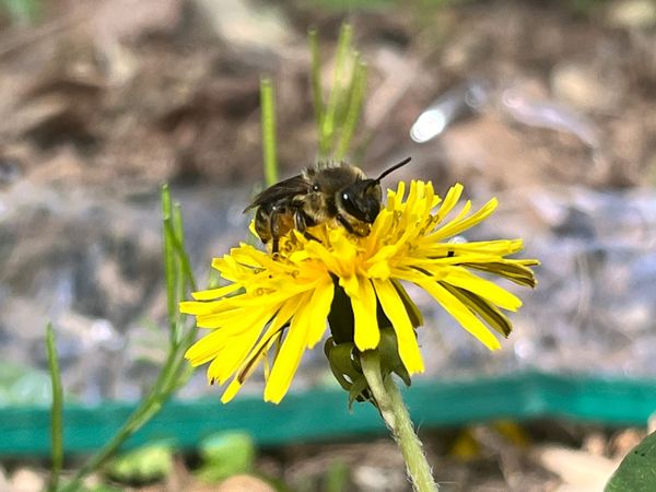 The Bees Needs: Public Pollinator Infrastructure
