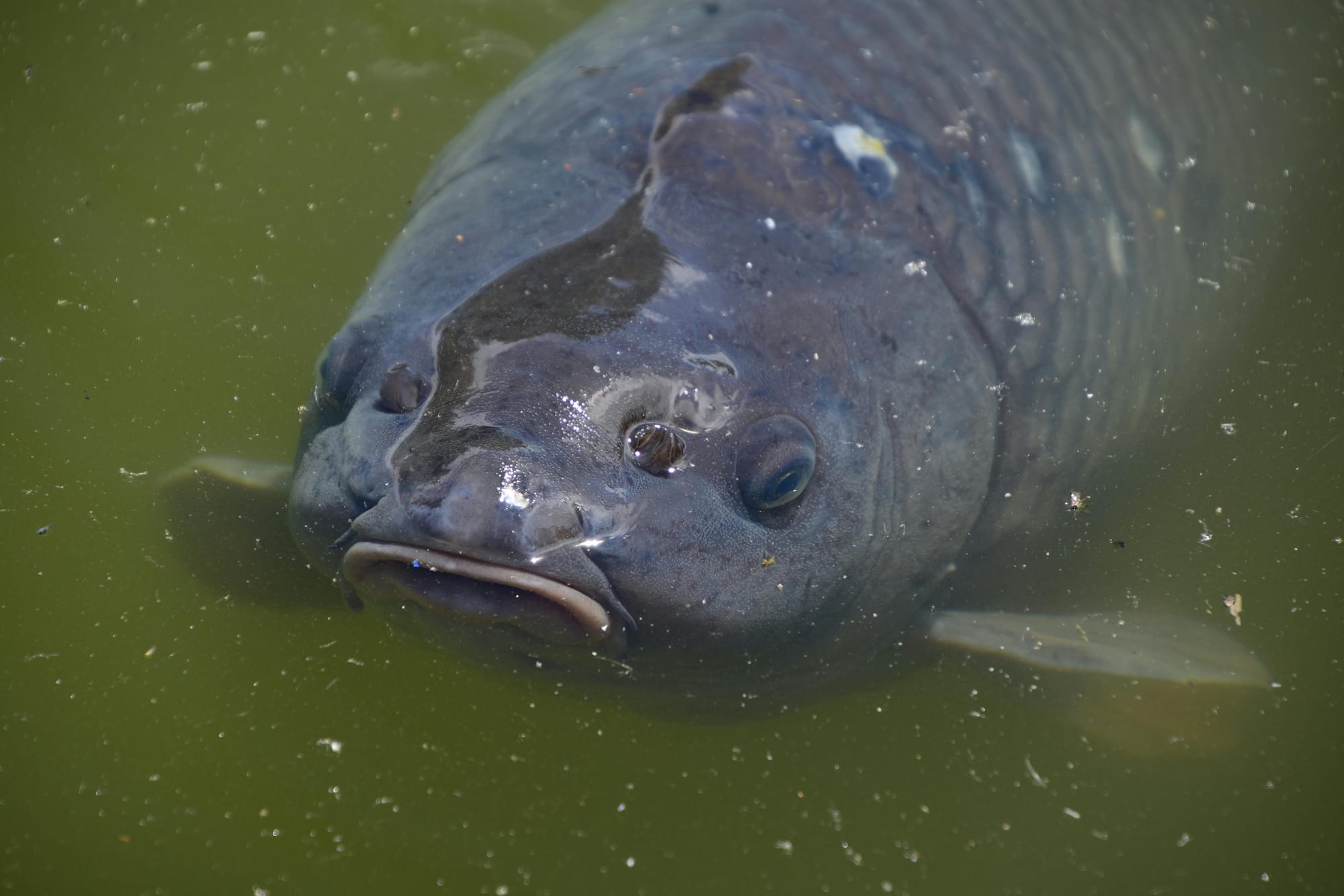 ABC | Karpių mitybos pradžiamokslis